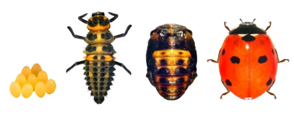 A Ladybird’s Life Cycle Evolution, Survival, and Their Role in Nature