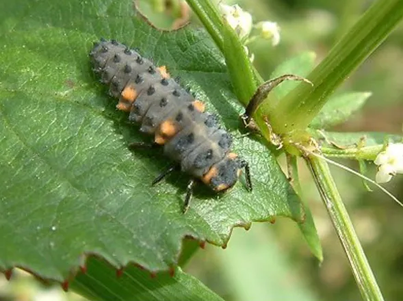 A Ladybird’s Life Cycle Evolution, Survival, and Their Role in Nature