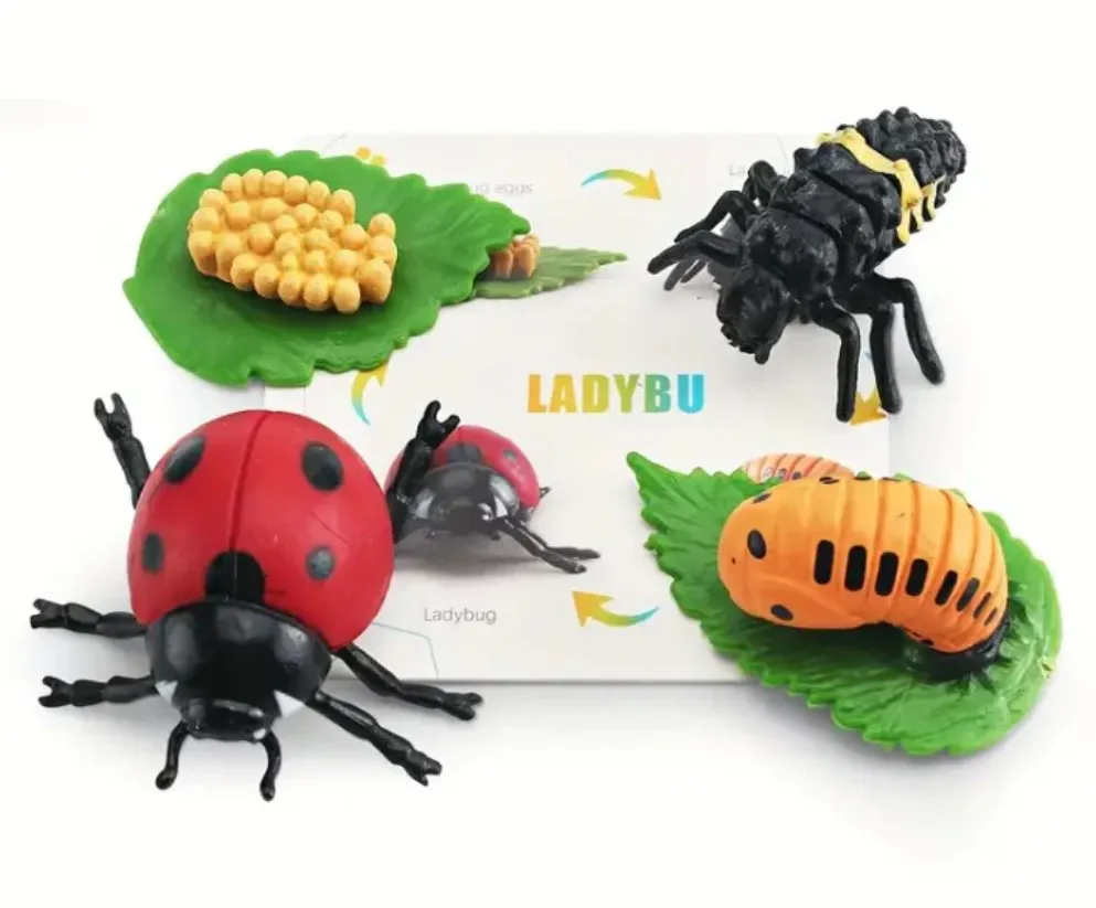 A Ladybird’s Life Cycle: Evolution, Survival, and Their Role in Nature