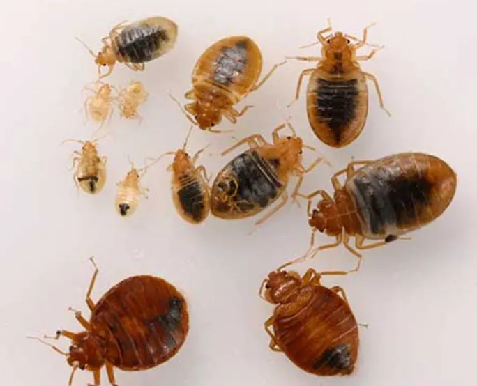 Bed Bug Life Cycle: Stages, Behavior, Survival, and Prevention (2026 Complete Guide)