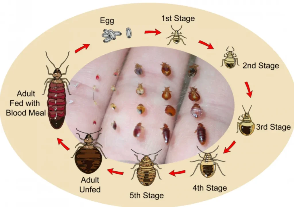 Bed Bug Life Cycle Stages, Behavior, Survival, and Prevention (2026 Complete Guide)