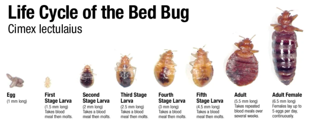 Bed Bug Life Cycle Stages, Behavior, Survival, and Prevention (2026 Complete Guide)