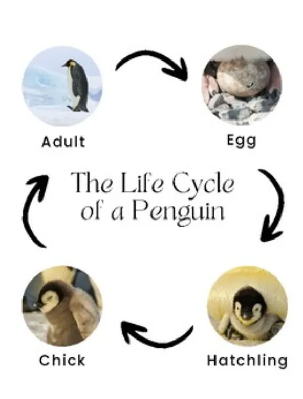 Penguin Life Cycle From Egg to Ocean Survivor (2026 Complete Guide)