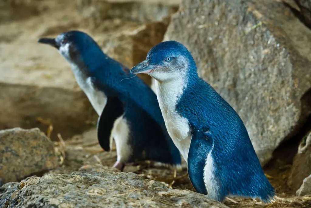 Penguin Life Cycle From Egg to Ocean Survivor (2026 Complete Guide)
