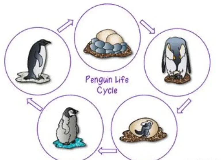 Penguin Life Cycle From Egg to Ocean Survivor (2026 Complete Guide)
