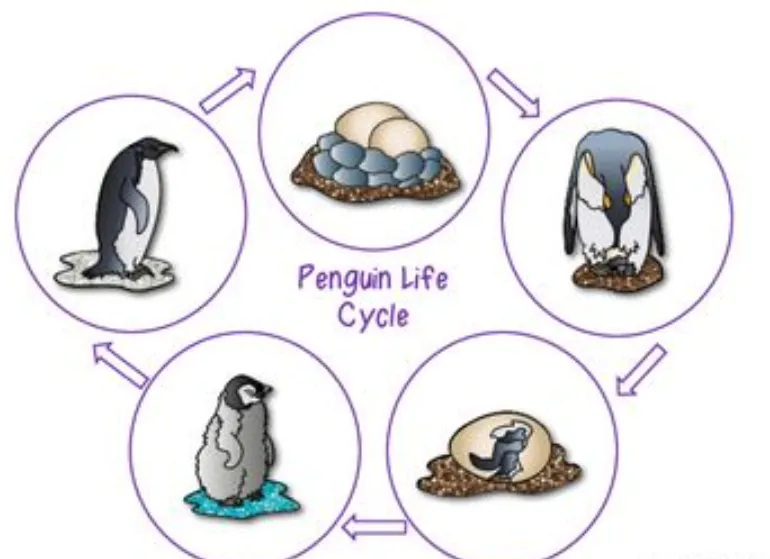 Penguin Life Cycle: From Egg to Ocean Survivor (2026 Complete Guide)