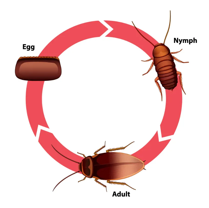 Roach Life Cycle Complete Guide to Cockroach Growth, Survival, and Ecosystem Role (2026 Edition)