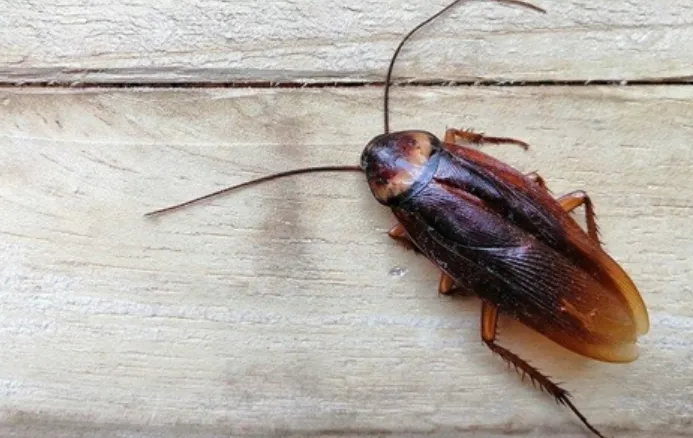 Roach Life Cycle Complete Guide to Cockroach Growth, Survival, and Ecosystem Role (2026 Edition)