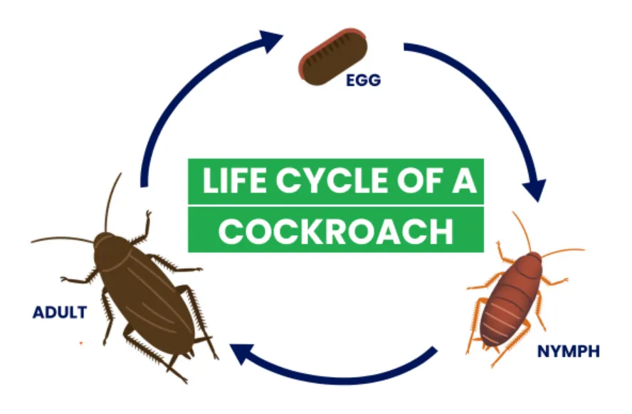 Roach Life Cycle: Complete Guide to Cockroach Growth, Survival, and Ecosystem Role (2026 Edition)