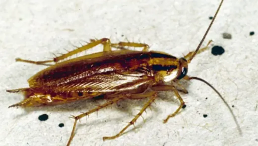 Roach Life Cycle Complete Guide to Cockroach Growth, Survival, and Ecosystem Role (2026 Edition)