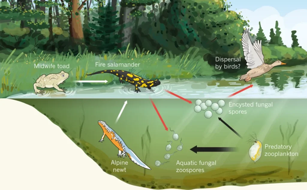 Salamander Life Cycle Complete Guide to Growth, Survival, and Ecological Importance (2026 Update)