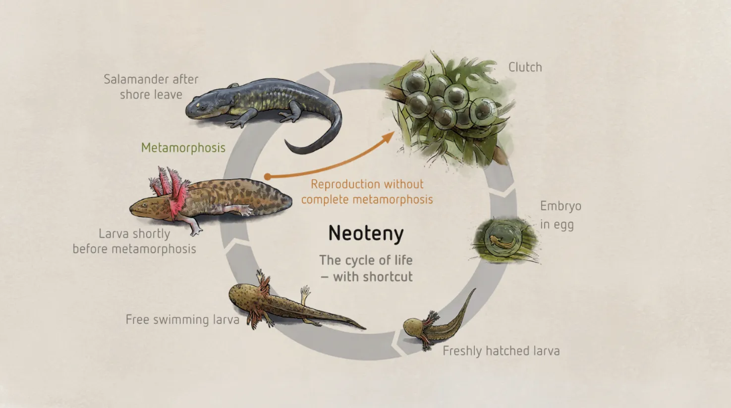 Salamander Life Cycle: Complete Guide to Growth, Survival, and Ecological Importance (2026 Update)