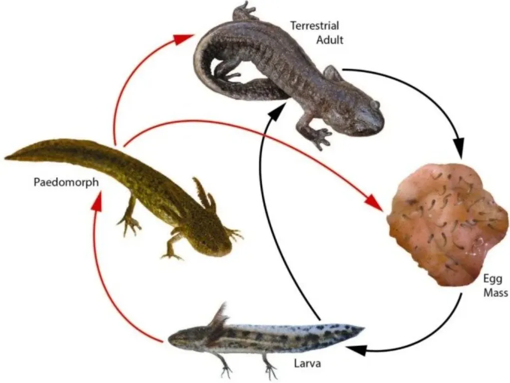 Salamander Life Cycle Complete Guide to Growth, Survival, and Ecological Importance (2026 Update)