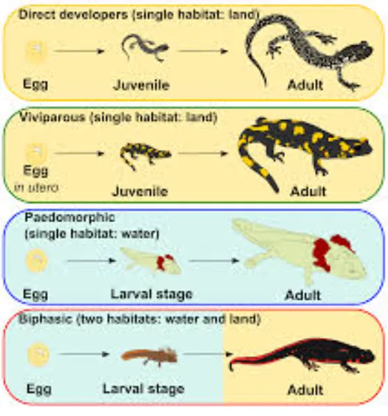 Salamander Life Cycle Complete Guide to Growth, Survival, and Ecological Importance (2026 Update)