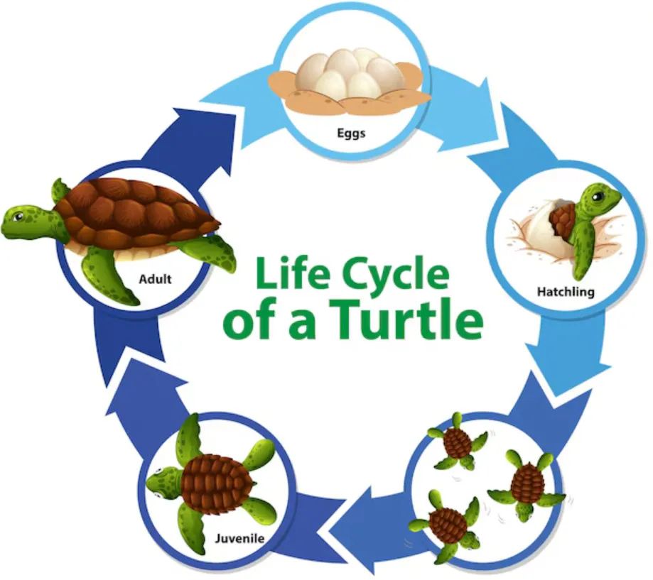 Sea Turtle Life Cycle Stages, Survival, and Secrets of Ocean Giants