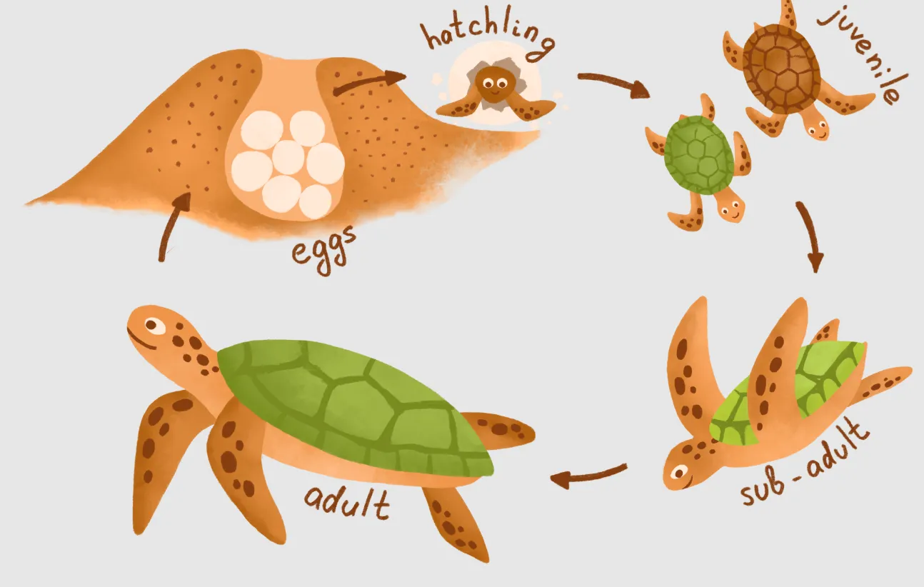 Sea Turtle Life Cycle: Stages, Survival, and Secrets of Ocean Giants