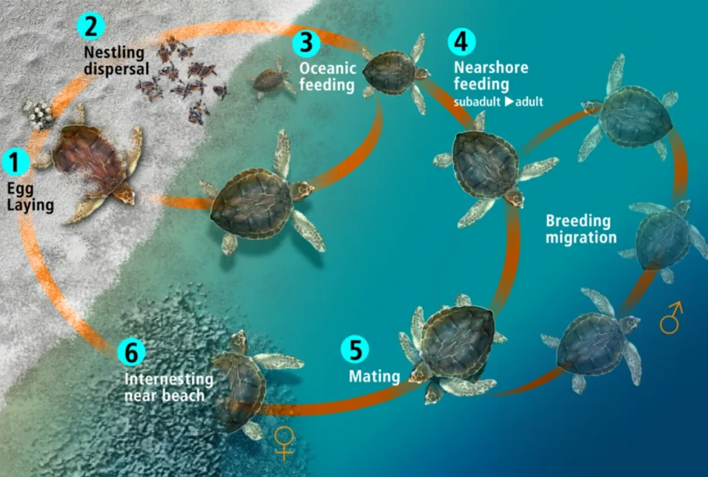 Sea Turtle Life Cycle Stages, Survival, and Secrets of Ocean Giants