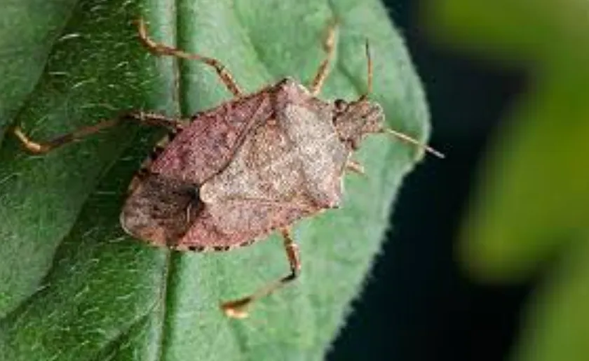 Stink Bug Life Cycle Complete Guide to Growth, Behavior, and Survival