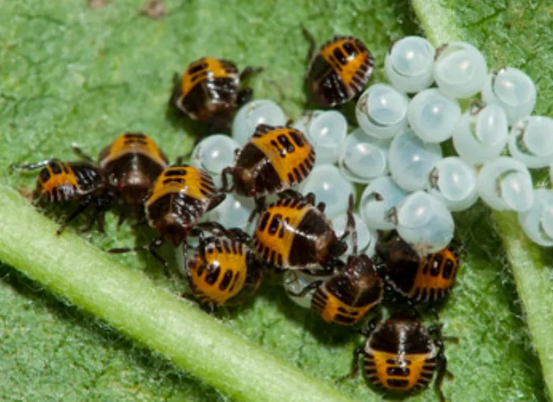 Stink Bug Life Cycle Complete Guide to Growth, Behavior, and Survival