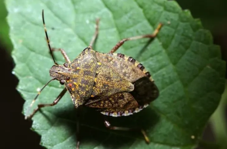 Stink Bug Life Cycle: Complete Guide to Growth, Behavior, and Survival