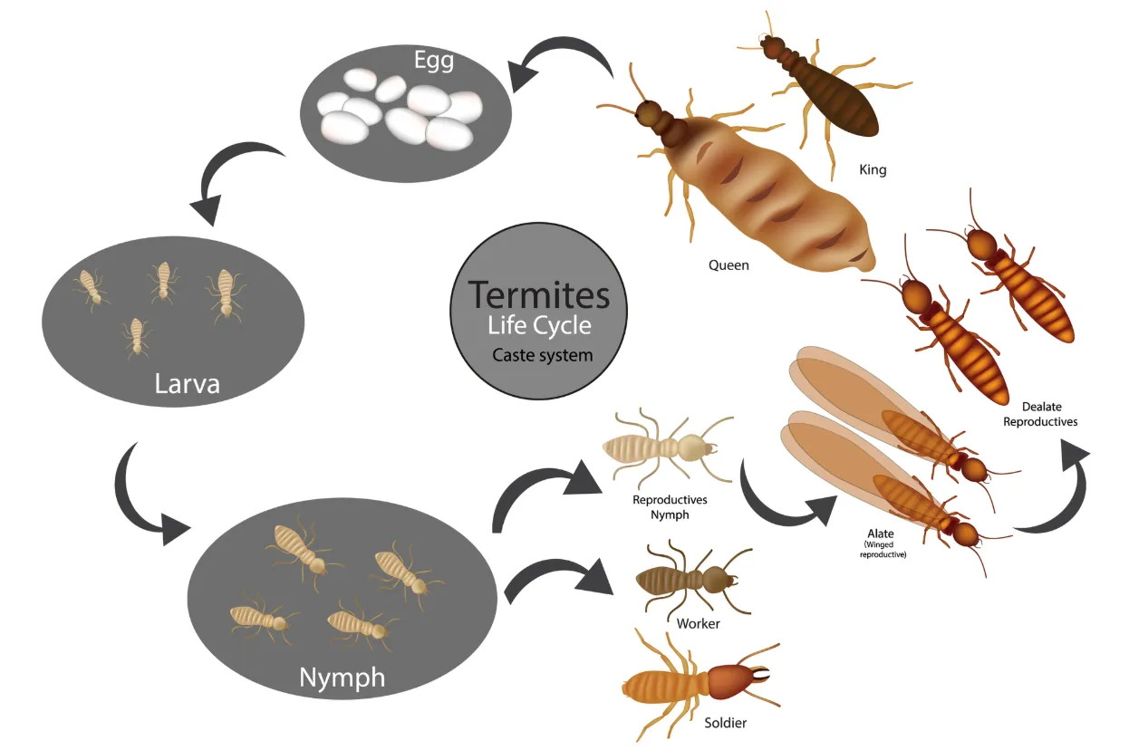 Termite Life Cycle Explained: Stages, Behavior, and Survival Secrets