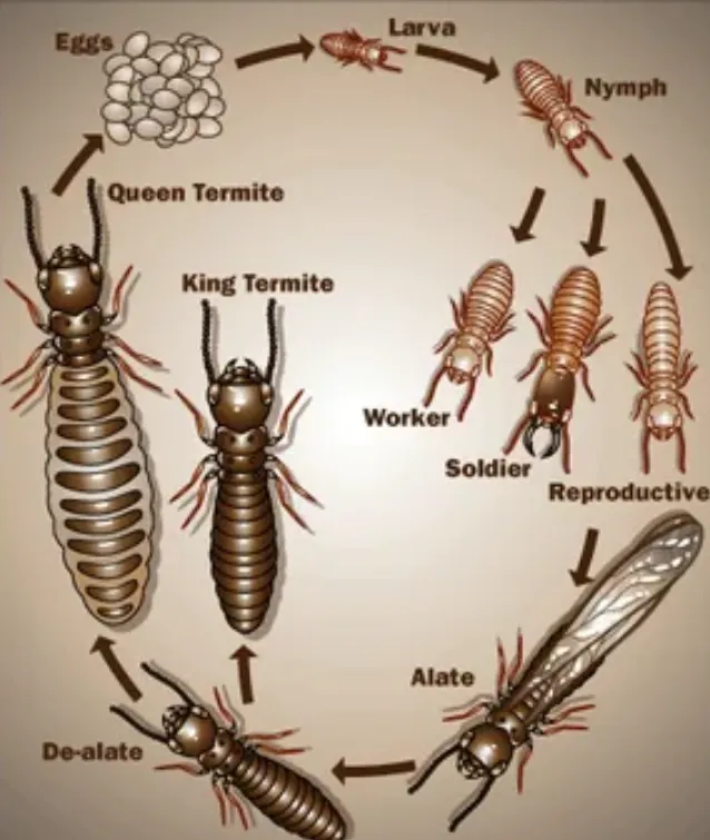 Termite Life Cycle Explained Stages, Behavior, and Survival Secrets