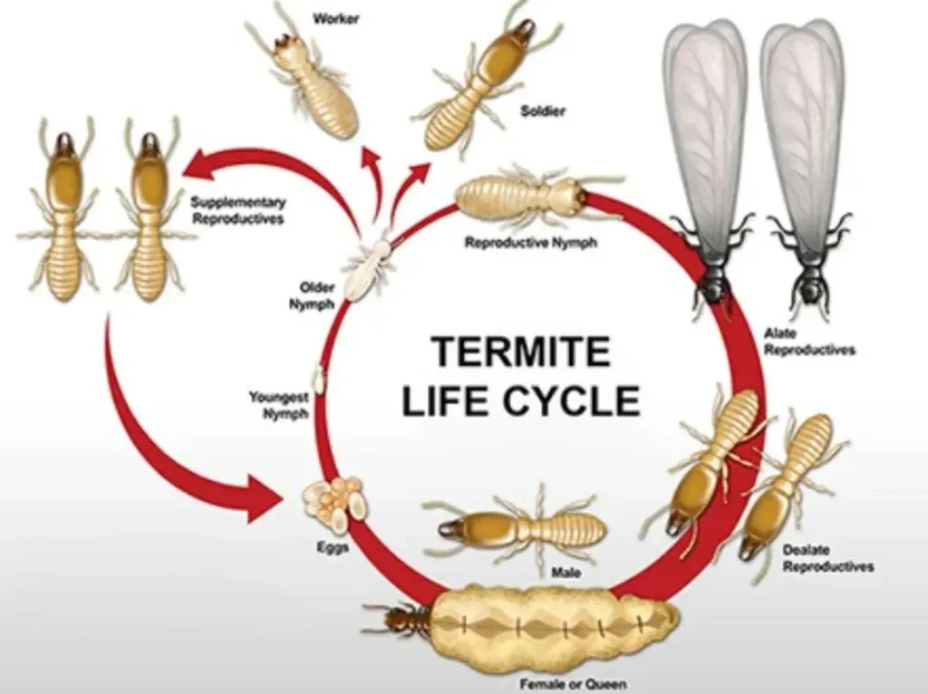 Termite Life Cycle Explained Stages, Behavior, and Survival Secrets