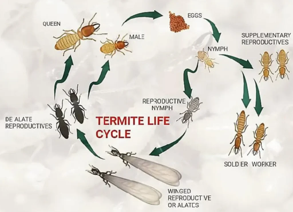Termite Life Cycle Explained Stages, Behavior, and Survival Secrets