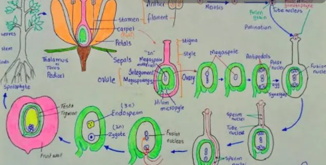 Angiosperm Life Cycle Explained How Flowering Plants Grow, Reproduce, and Shape Life on Earth