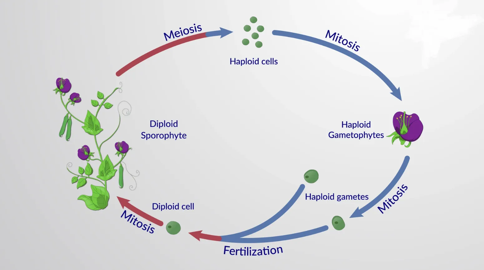 Angiosperm Life Cycle Explained How Flowering Plants Grow, Reproduce, and Shape Life on Earth