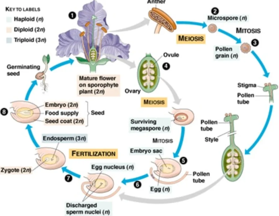 Angiosperm Life Cycle Explained How Flowering Plants Grow, Reproduce, and Shape Life on Earth