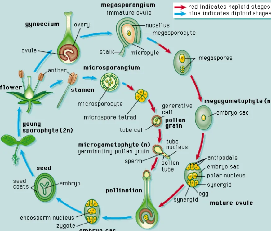 Angiosperm Life Cycle Explained How Flowering Plants Grow, Reproduce, and Shape Life on Earth