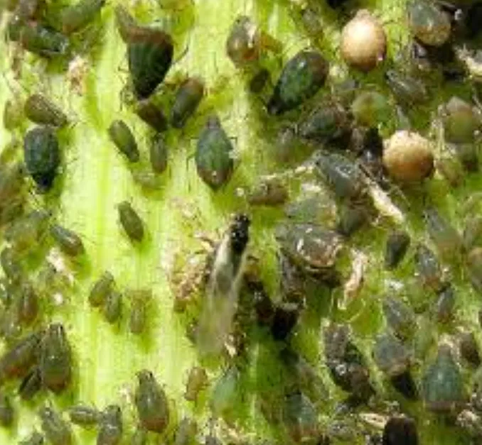Aphid Life Cycle Explained Complete Guide to Growth, Survival, and Control