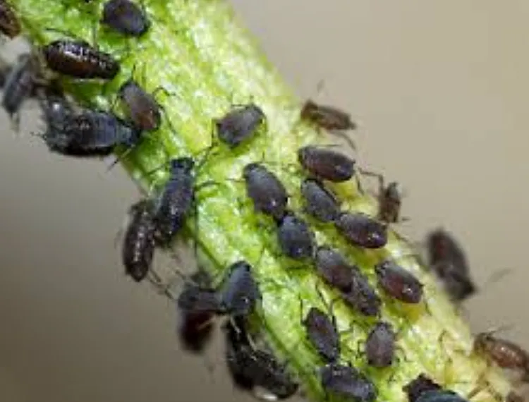 Aphid Life Cycle Explained Complete Guide to Growth, Survival, and Control