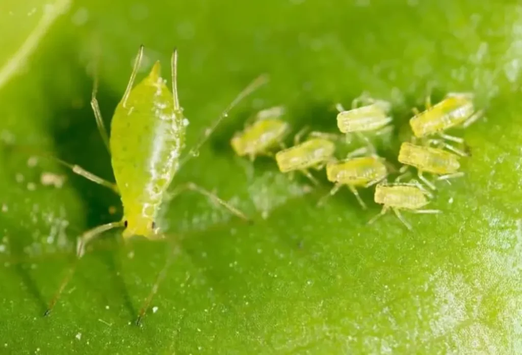 Aphid Life Cycle Explained Complete Guide to Growth, Survival, and Control