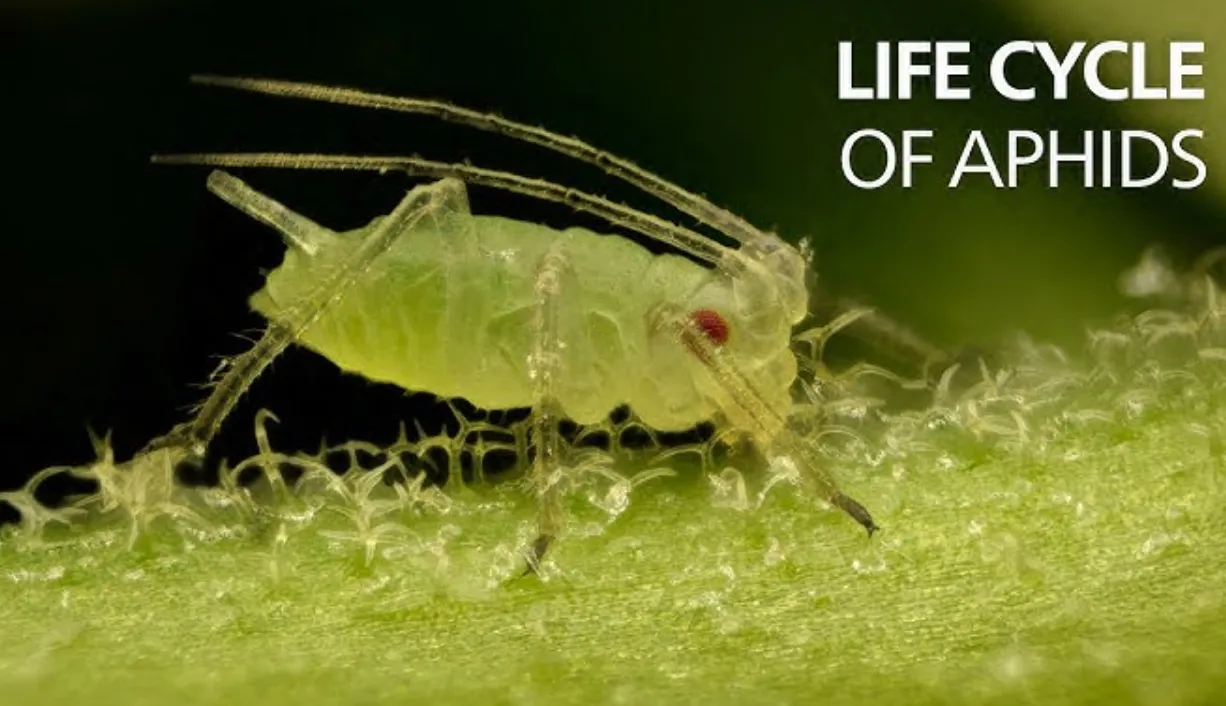 Aphid Life Cycle Explained: Complete Guide to Growth, Survival, and Control