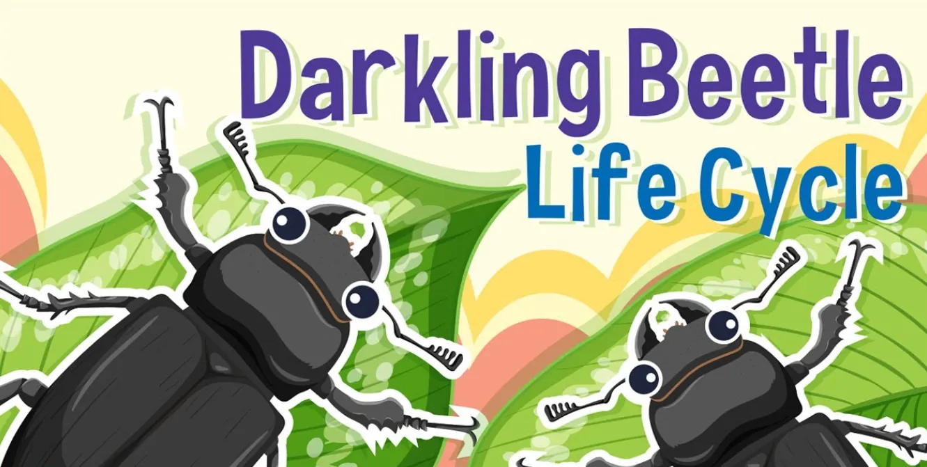 Beetle Life Cycle Explained From Tiny Egg to Powerful Adult (Complete Guide for 2026)