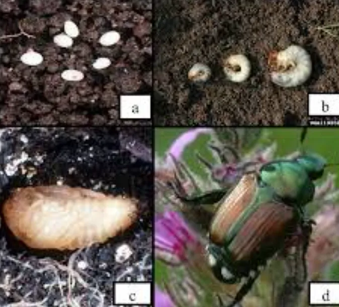 Beetle Life Cycle Explained From Tiny Egg to Powerful Adult (Complete Guide for 2026)