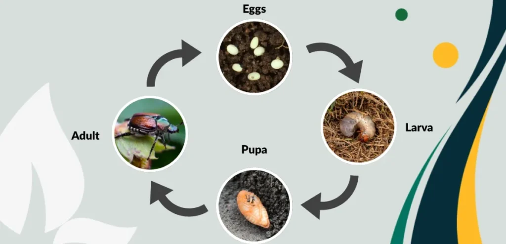 Beetle Life Cycle Explained From Tiny Egg to Powerful Adult (Complete Guide for 2026)