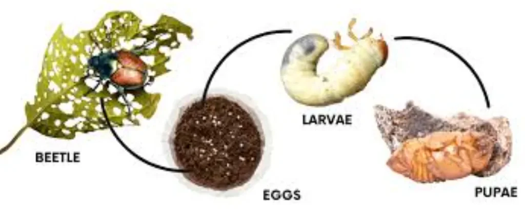 Beetle Life Cycle Explained From Tiny Egg to Powerful Adult (Complete Guide for 2026)
