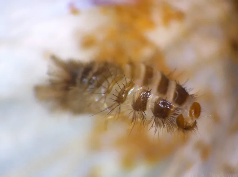 Carpet Beetle Life Cycle