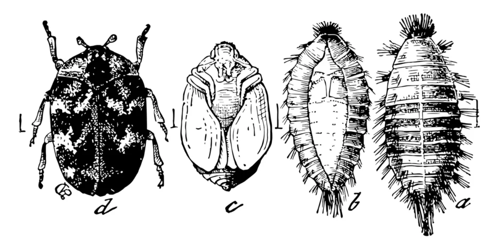 Carpet Beetle Life Cycle