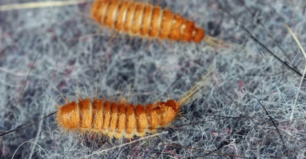 Carpet Beetle Life Cycle