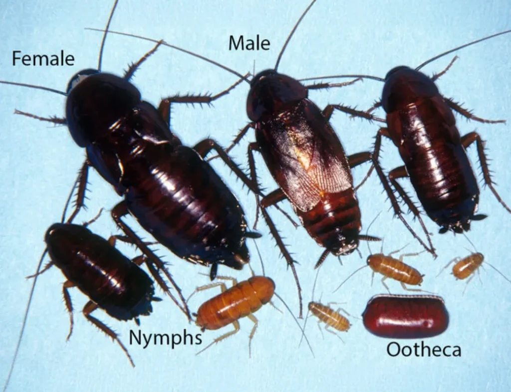 Cockroach Life Cycle