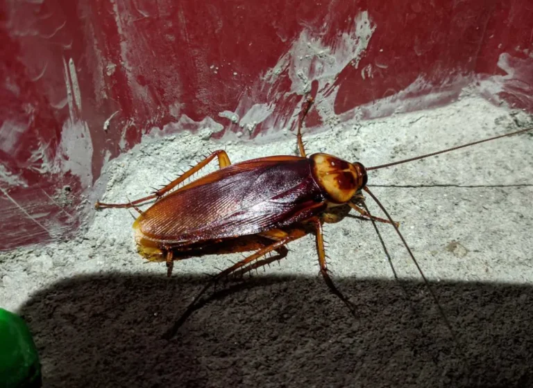 Cockroach Life Cycle