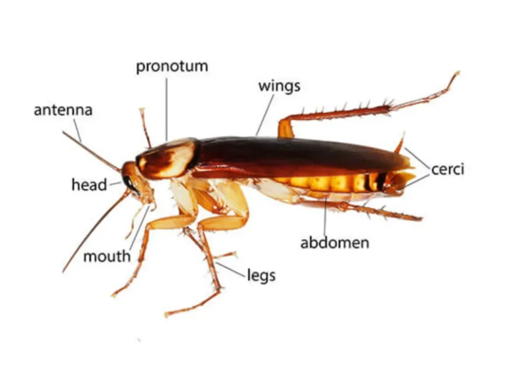 Cockroach Life Cycle