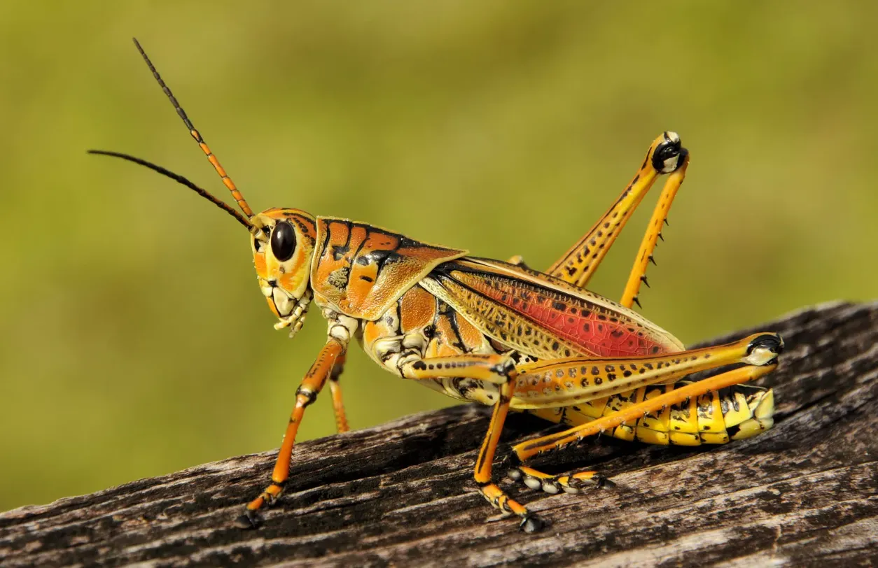 Grasshopper Life Cycle Explained Stages, Survival Secrets & Ecological Importance