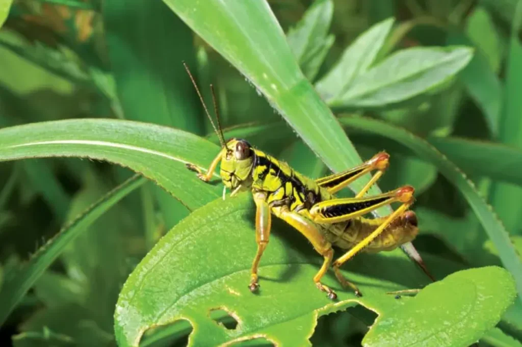 Grasshopper Life Cycle Explained Stages, Survival Secrets & Ecological Importance