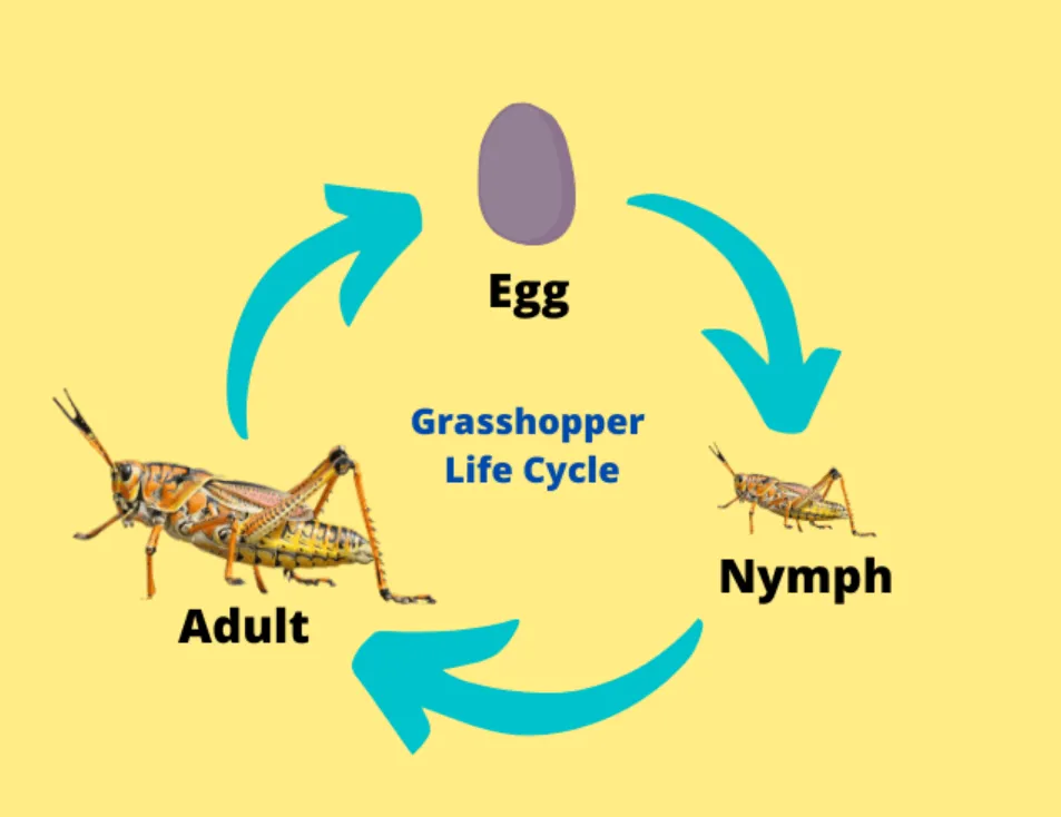 Grasshopper Life Cycle Explained Stages, Survival Secrets & Ecological Importance