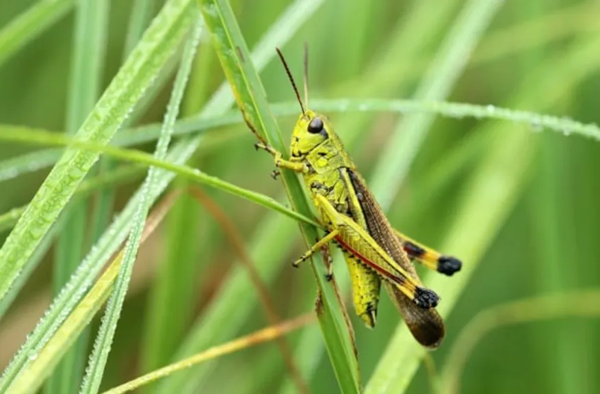 Grasshopper Life Cycle Explained Stages, Survival Secrets & Ecological Importance
